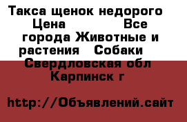Такса щенок недорого › Цена ­ 15 000 - Все города Животные и растения » Собаки   . Свердловская обл.,Карпинск г.
